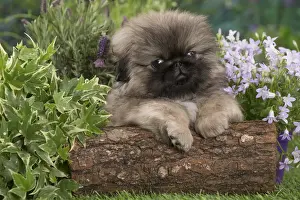 Pekingese Prints: Picture No. 12478810