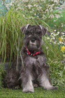 Schnauzers Collection: Picture No. 12478818