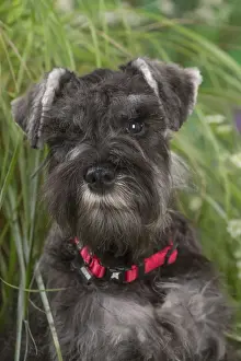 Schnauzer Prints: Picture No. 12478819