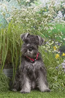 Schnauzer Prints: Picture No. 12478820