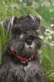 Schnauzer Prints: Picture No. 12478821