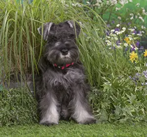 Schnauzer Prints: Picture No. 12478823