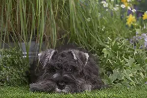 Schnauzer Prints: Picture No. 12478824