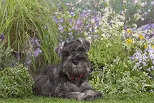 Schnauzer Prints: Picture No. 12478828
