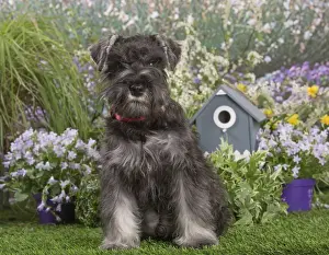 Schnauzer Prints: Picture No. 12478830