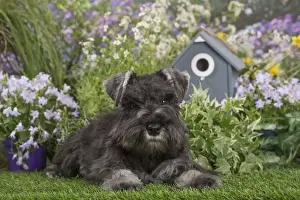 Schnauzer Prints: Picture No. 12478831