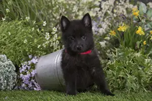 Schipperkes Prints: Picture No. 12478835