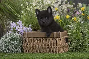 Schipperkes Prints: Picture No. 12478836