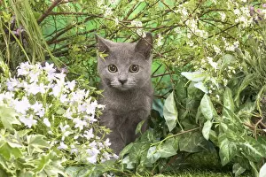 Chartreux Prints: Picture No. 12478906