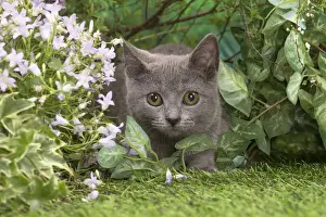 Chartreux Prints: Picture No. 12478908