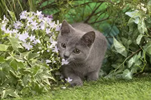 Chartreux Prints: Picture No. 12478909