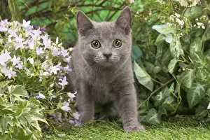 Chartreux Prints: Picture No. 12478910