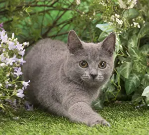 Chartreux Prints: Picture No. 12478911