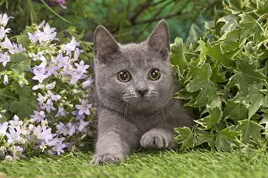 Chartreux Prints: Picture No. 12478912
