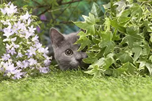 Chartreux Prints: Picture No. 12478913