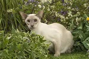 Siamese Prints: Picture No. 12478947