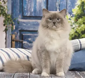 Ragdoll Prints: Picture No. 12478969