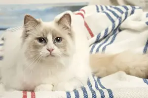 Picture No. 12478974