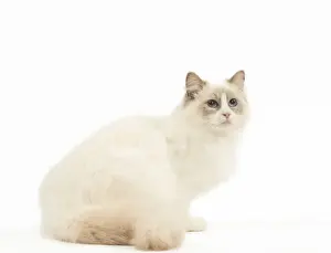 Picture No. 12478992