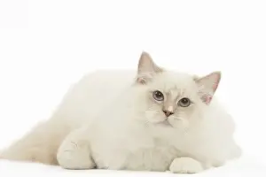 Picture No. 12478998