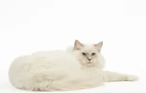 Ragdolls Prints: Picture No. 12478999