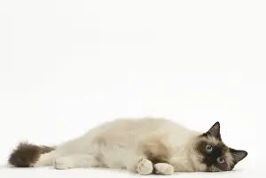 Ragdolls Prints: Picture No. 12479007