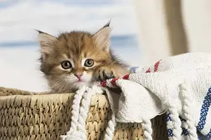 Picture No. 12479012