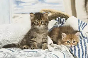 La 150518 Prints: Picture No. 12479029