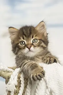 Siberians Prints: Picture No. 12479045