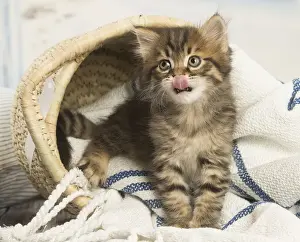 Siberians Prints: Picture No. 12479049