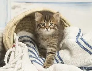 Siberians Prints: Picture No. 12479050