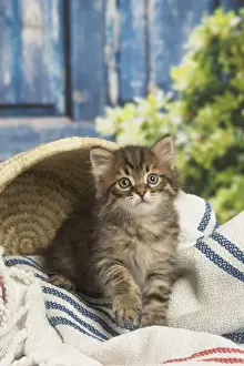 Siberians Prints: Picture No. 12479051