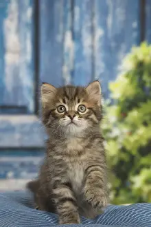 Siberians Prints: Picture No. 12479052
