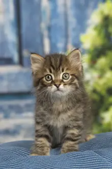 Siberians Prints: Picture No. 12479054