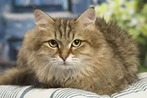 Siberians Prints: Picture No. 12479057