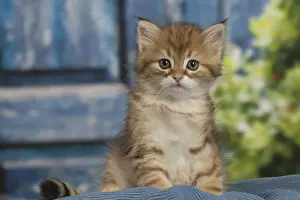 Siberians Prints: Picture No. 12479059