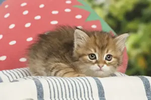 Siberians Prints: Picture No. 12479060