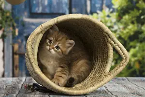 Siberians Prints: Picture No. 12479066