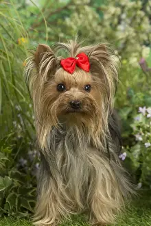 Bows Prints: Picture No. 12479089