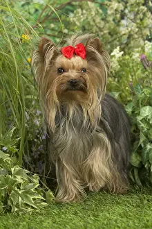 Bows Prints: Picture No. 12479090