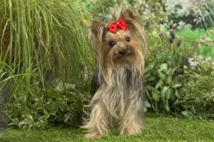 Bows Prints: Picture No. 12479093