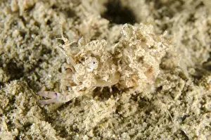 Shrimp Prints: Picture No. 12479162