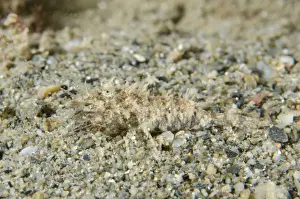 Diving Prints: Picture No. 12479163
