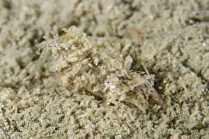Diving Prints: Picture No. 12479164