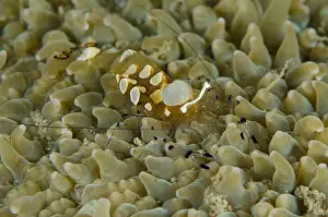 Shrimp Prints: Picture No. 12479166