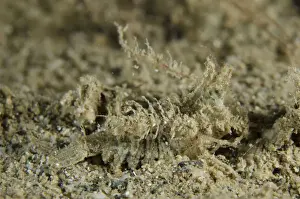 Shrimp Prints: Picture No. 12479167