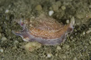 Mollusk Prints: Picture No. 12479168