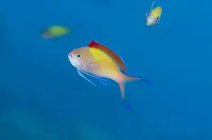 Diving Prints: Picture No. 12479170