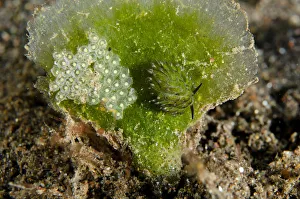 Nudibranches Collection: Picture No. 12479176