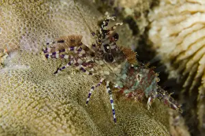 Diving Prints: Picture No. 12479186